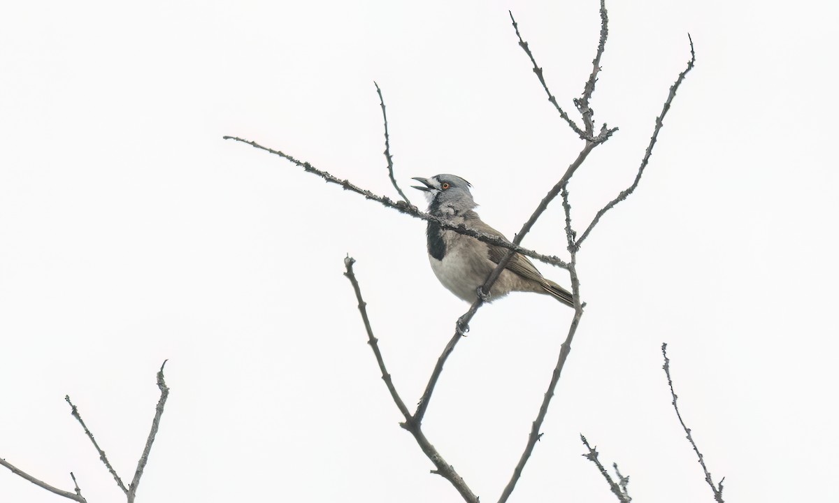 Crested Bellbird - ML646822483