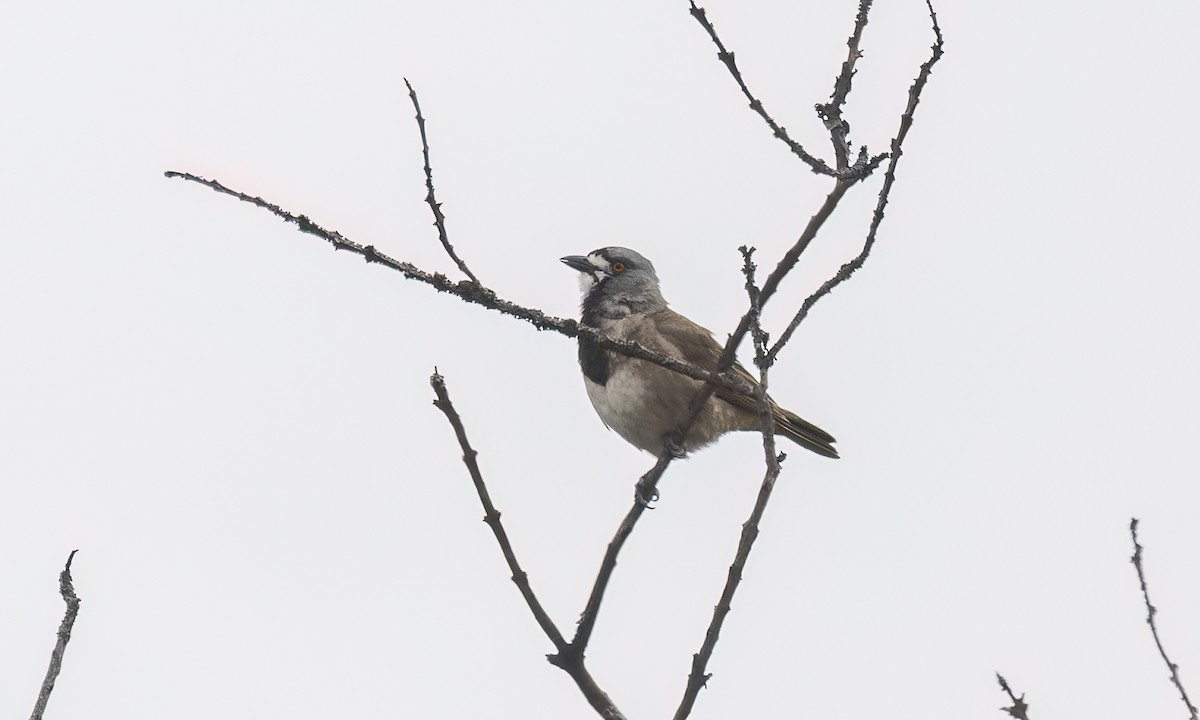 Crested Bellbird - ML646822484