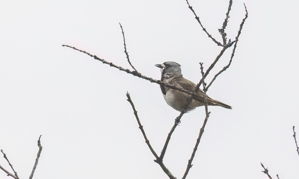 Crested Bellbird - ML646822485