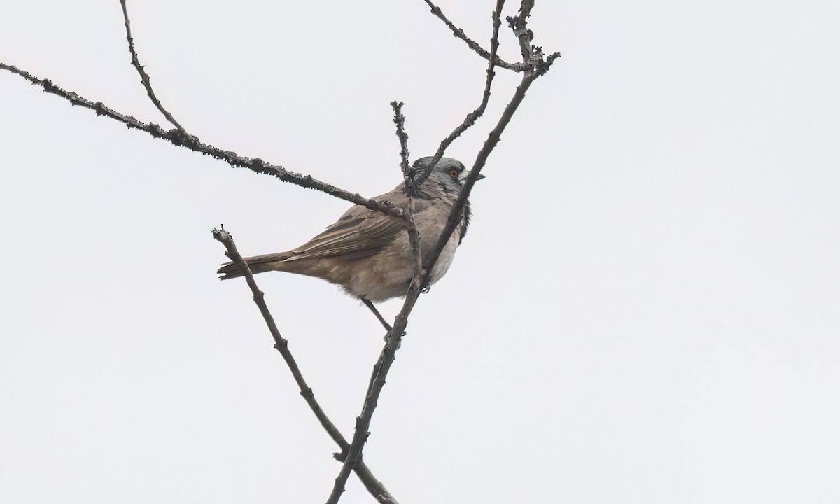 Crested Bellbird - ML646822486