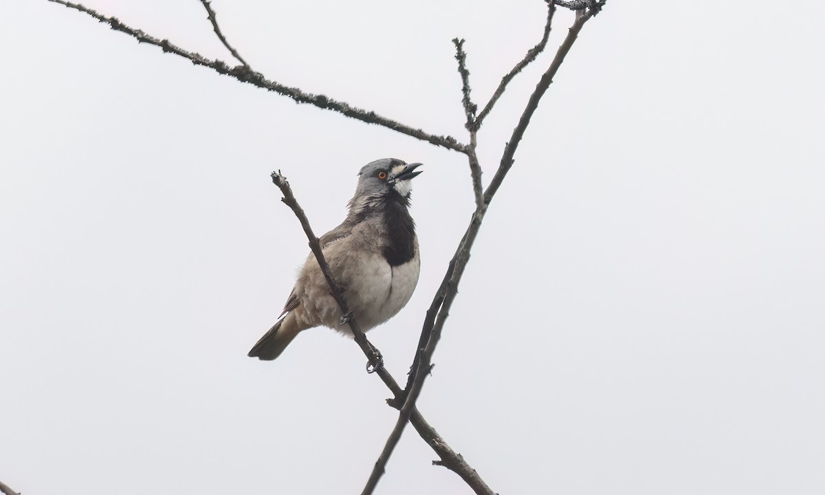 Crested Bellbird - ML646822487
