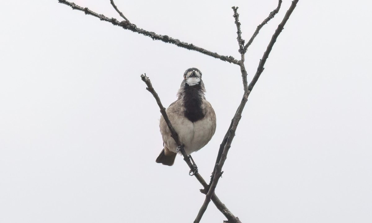 Crested Bellbird - ML646822488