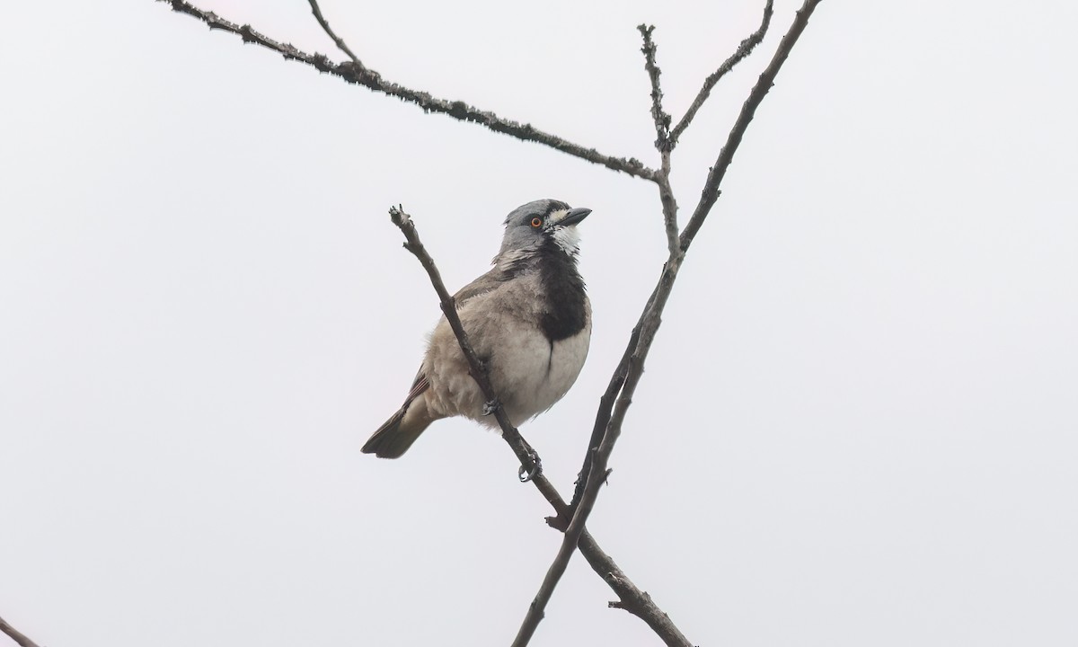 Crested Bellbird - ML646822489