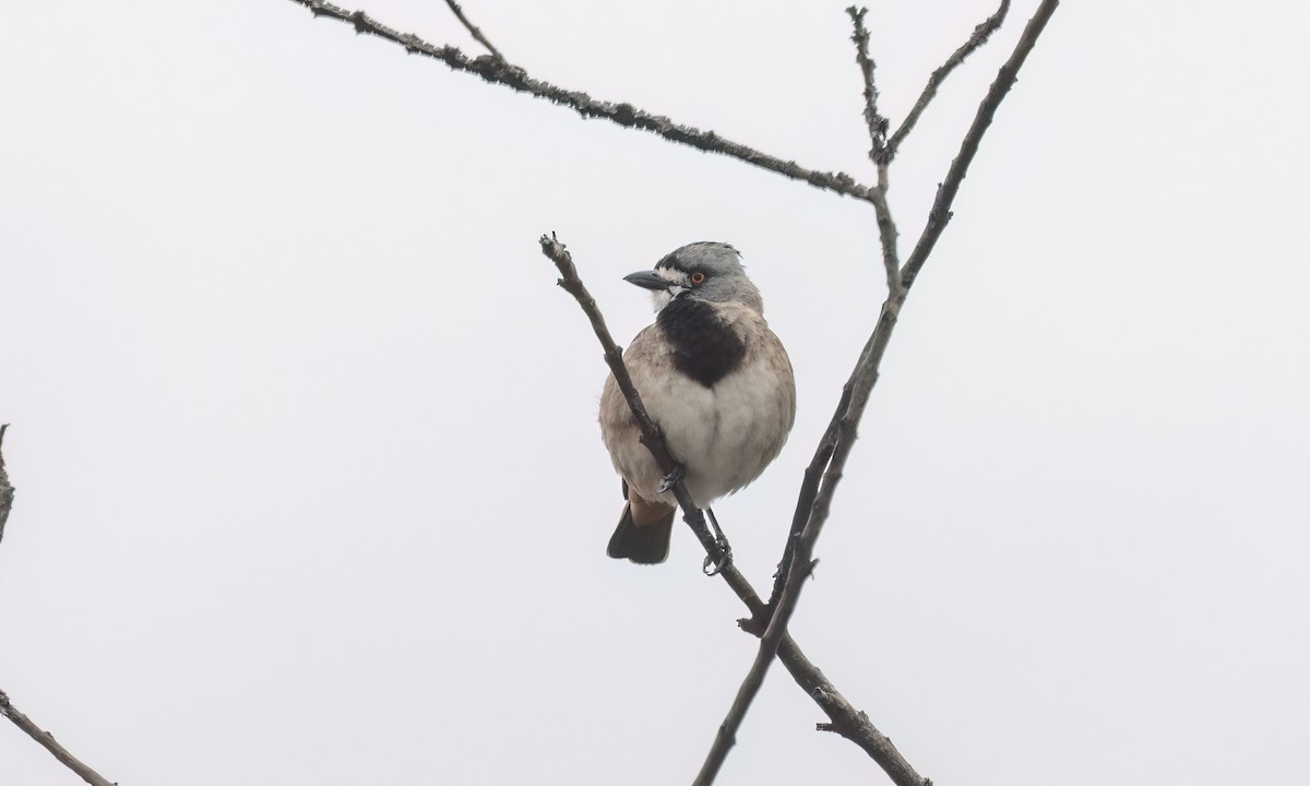 Crested Bellbird - ML646822490