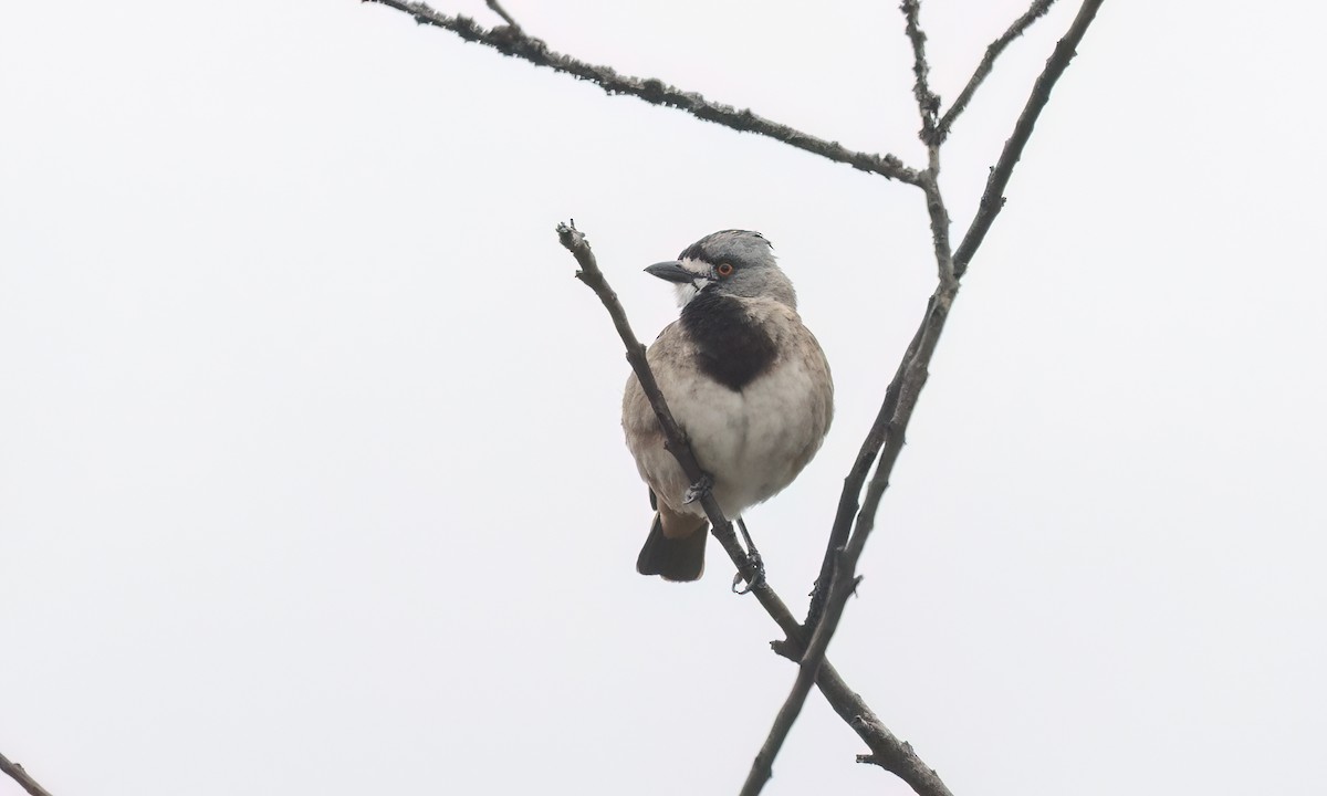 Crested Bellbird - ML646822491