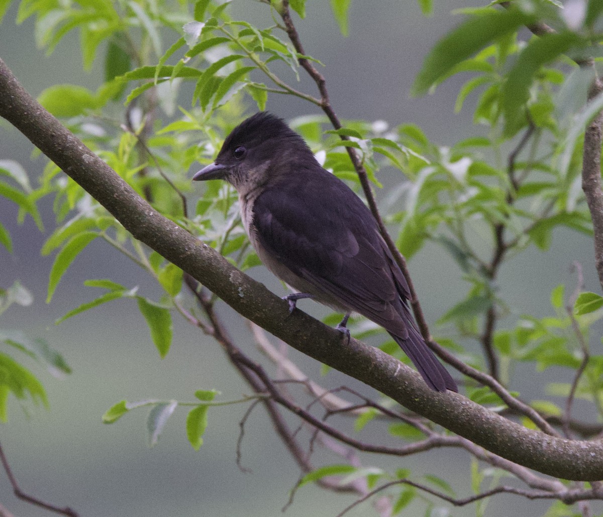 Crested Becard - ML646822493