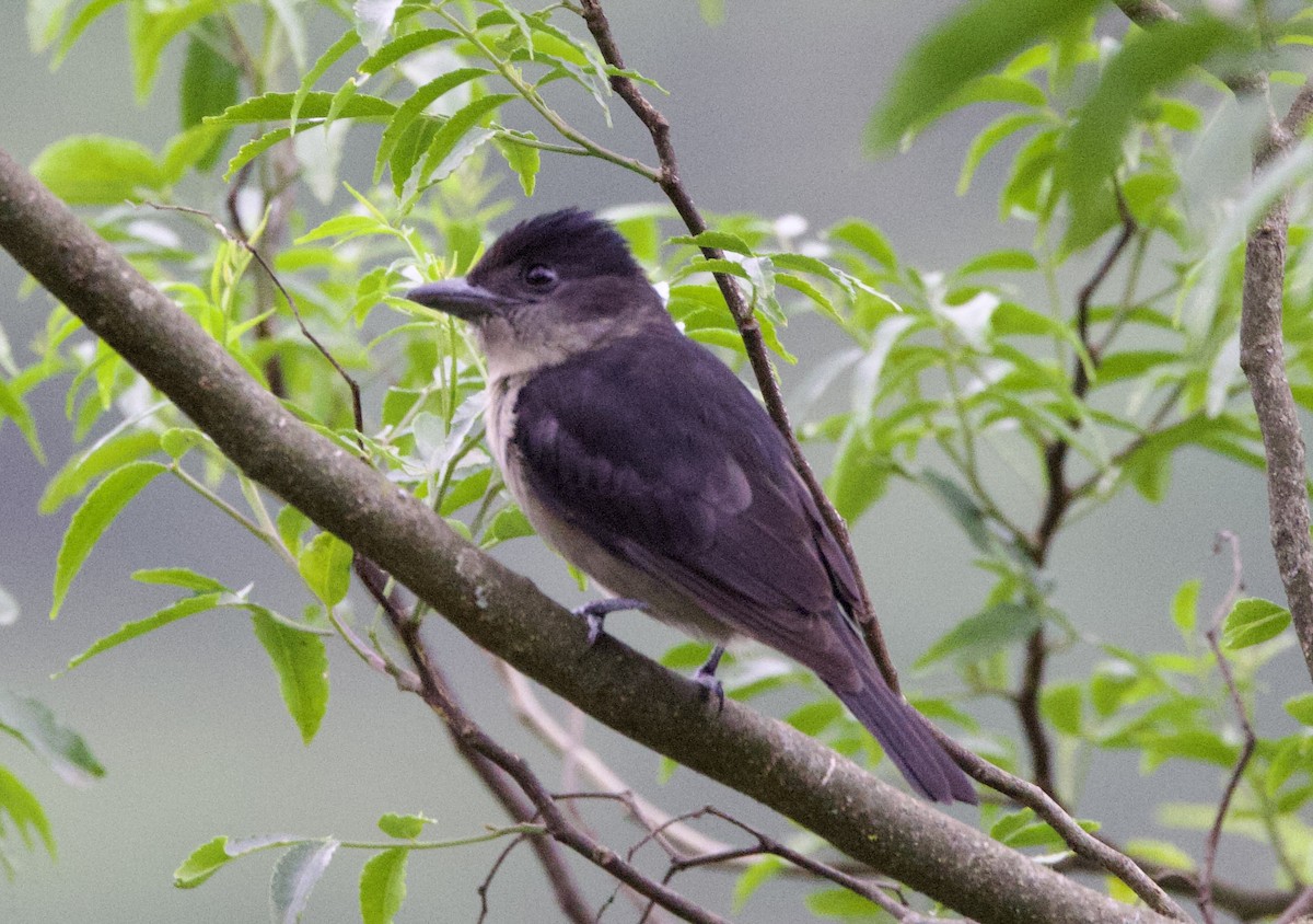 Crested Becard - ML646822494