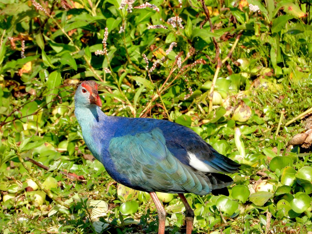 Gray-headed Swamphen - ML646822496