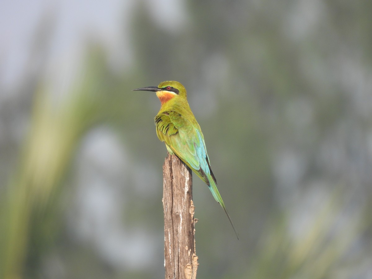 Blue-tailed Bee-eater - ML646822497