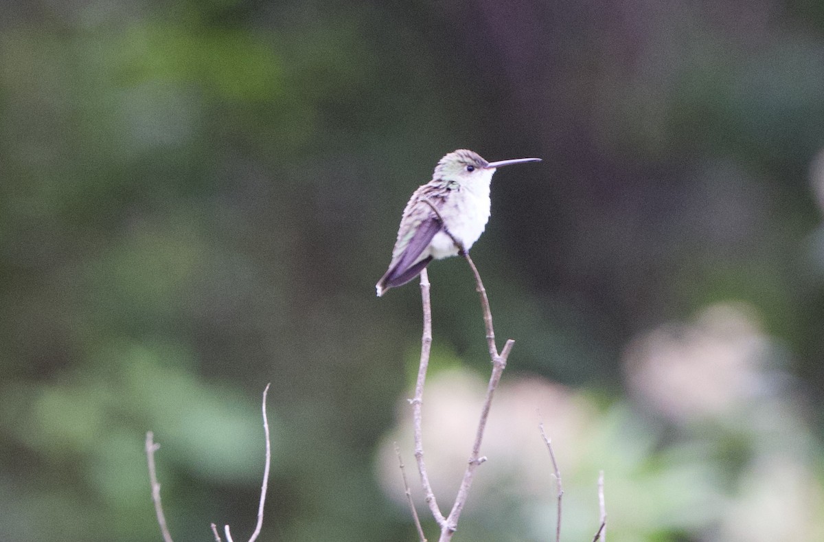 White-bellied Hummingbird - ML646822502