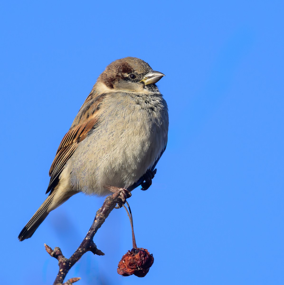 House Sparrow - ML646822503