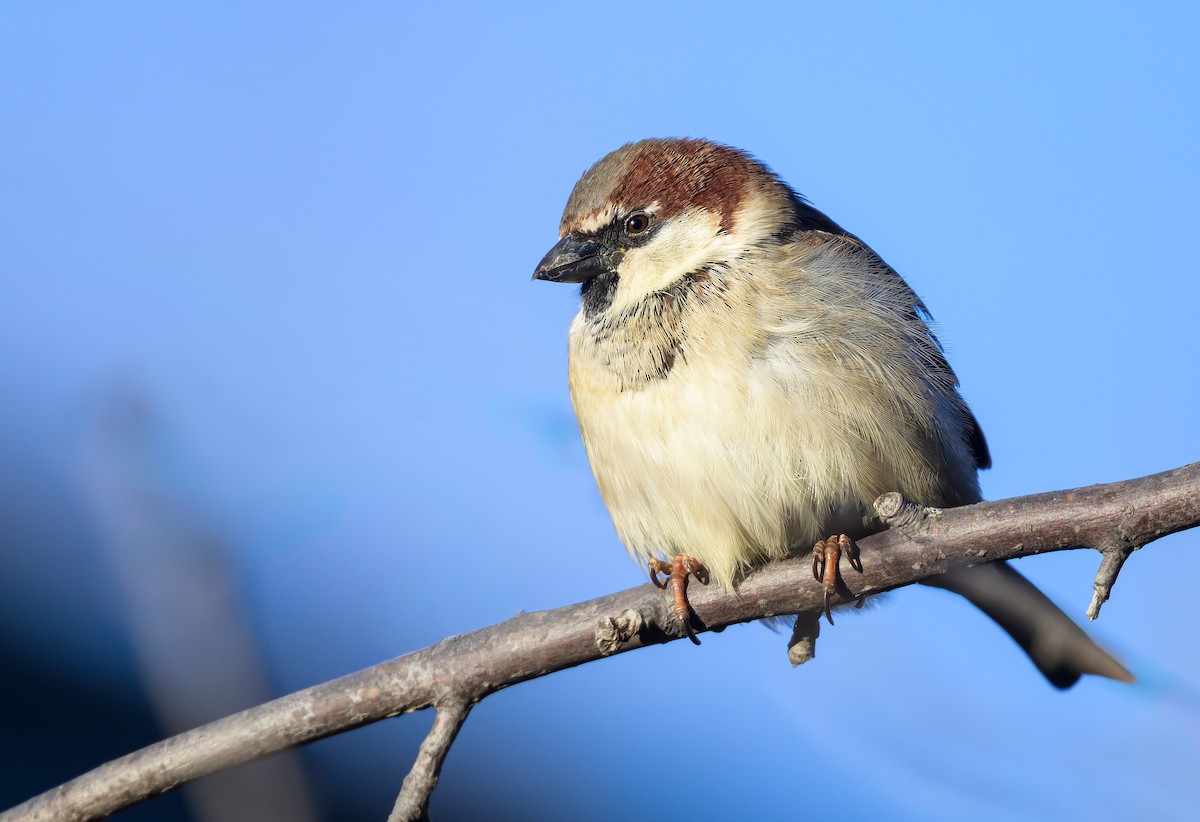 House Sparrow - ML646822504
