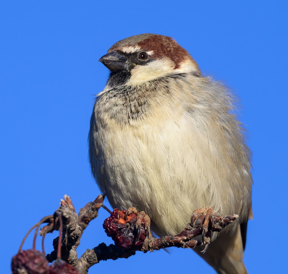 House Sparrow - ML646822505