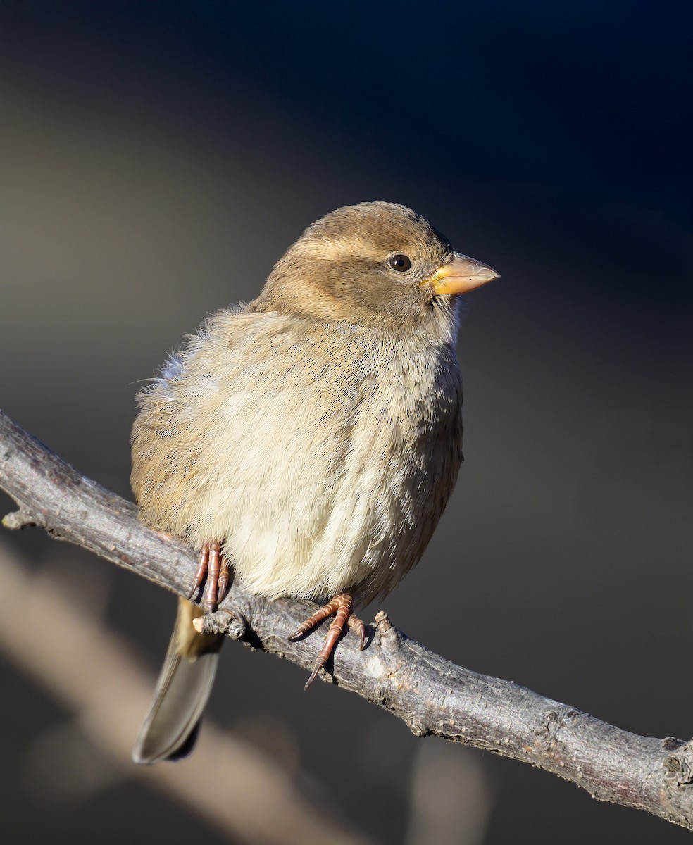 House Sparrow - ML646822506