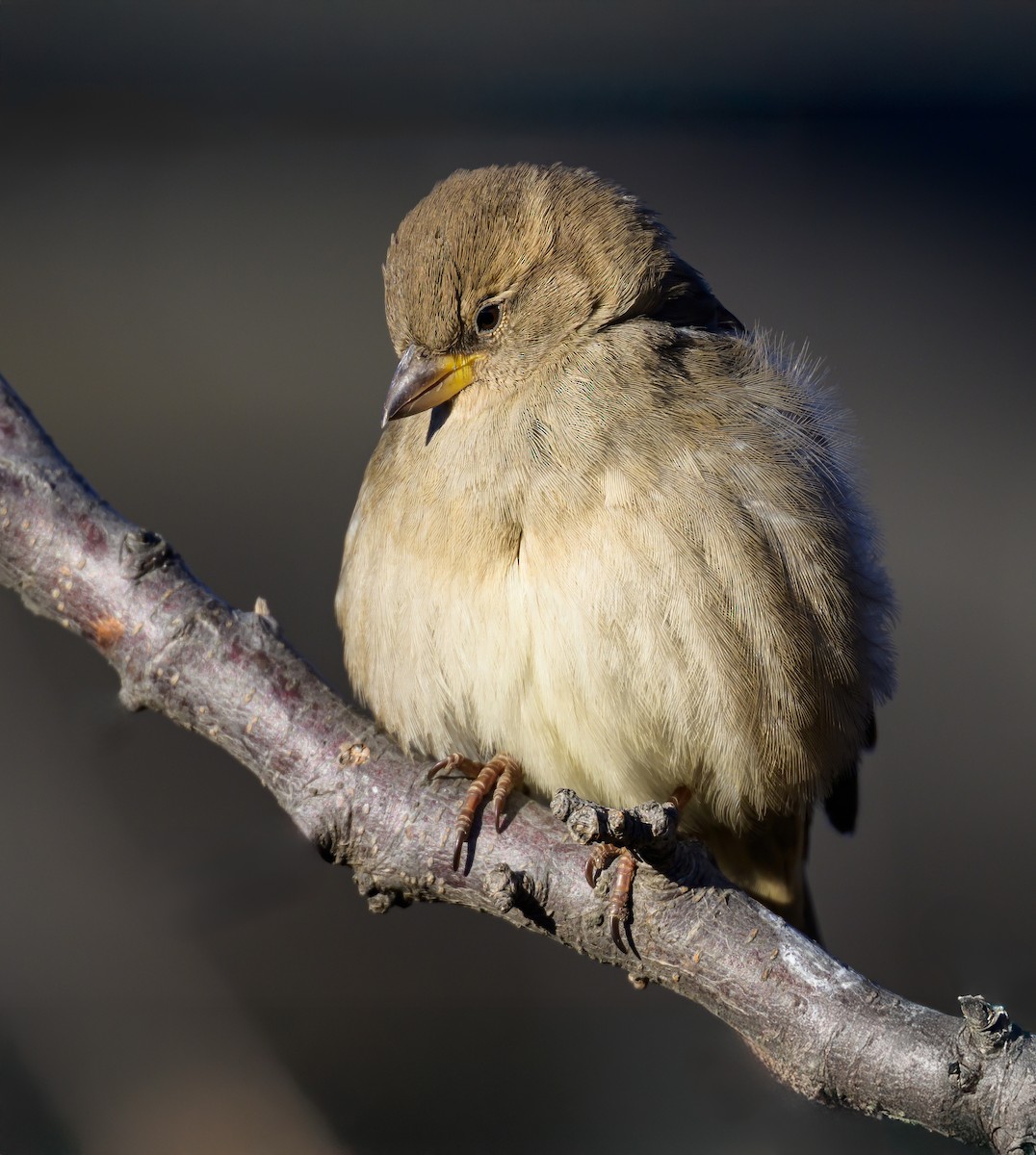 House Sparrow - ML646822507