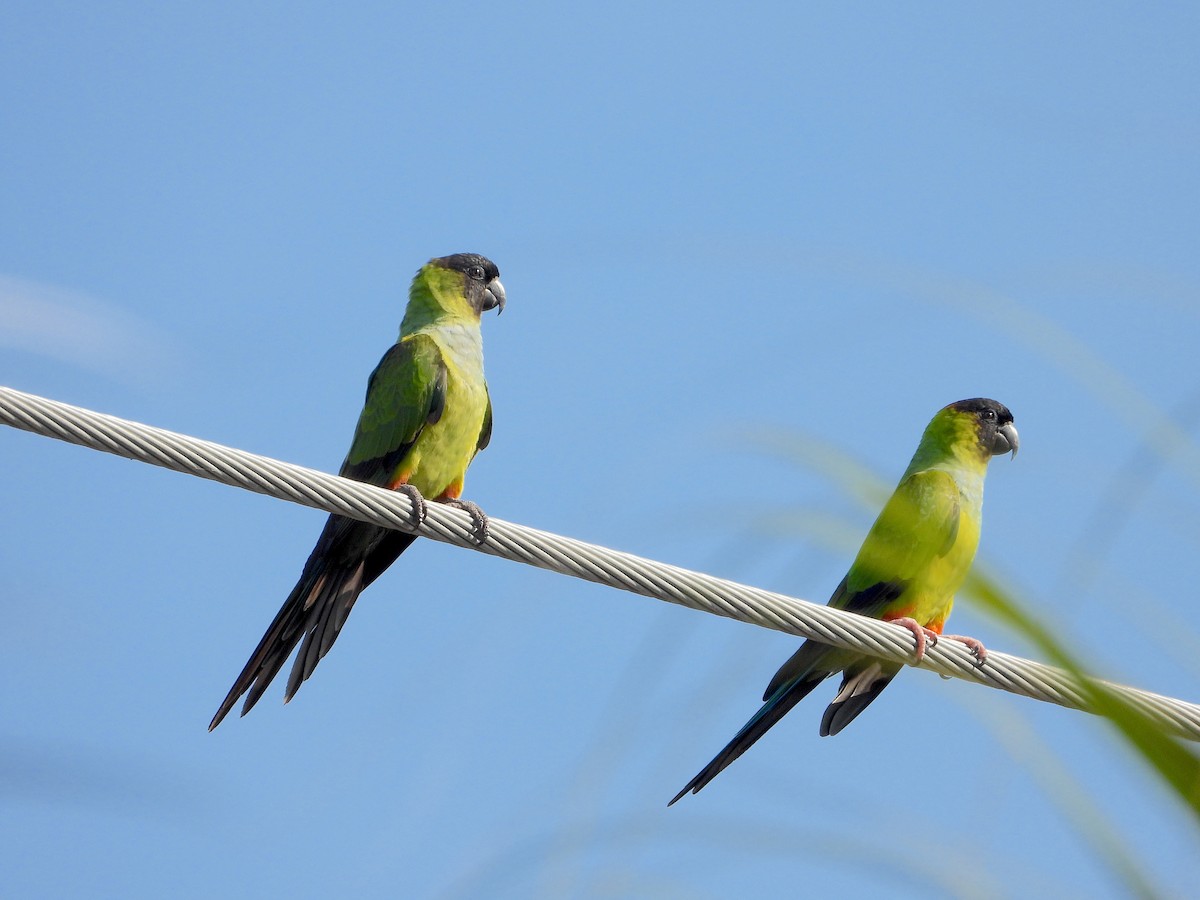 Nandaysittich - ML646822508