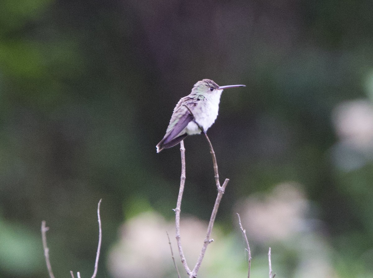 White-bellied Hummingbird - ML646822509