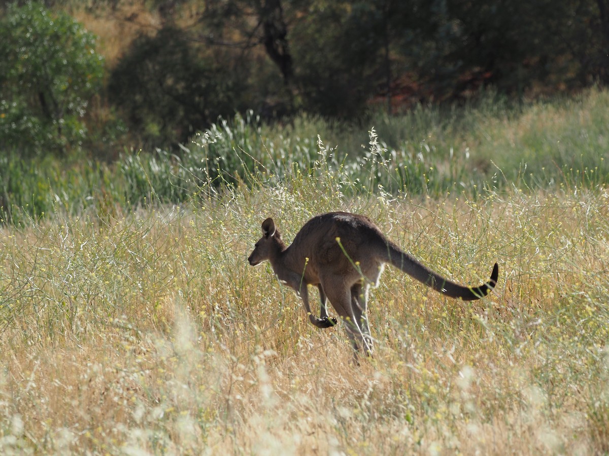 Eastern Grey Kangaroo - ML646822510