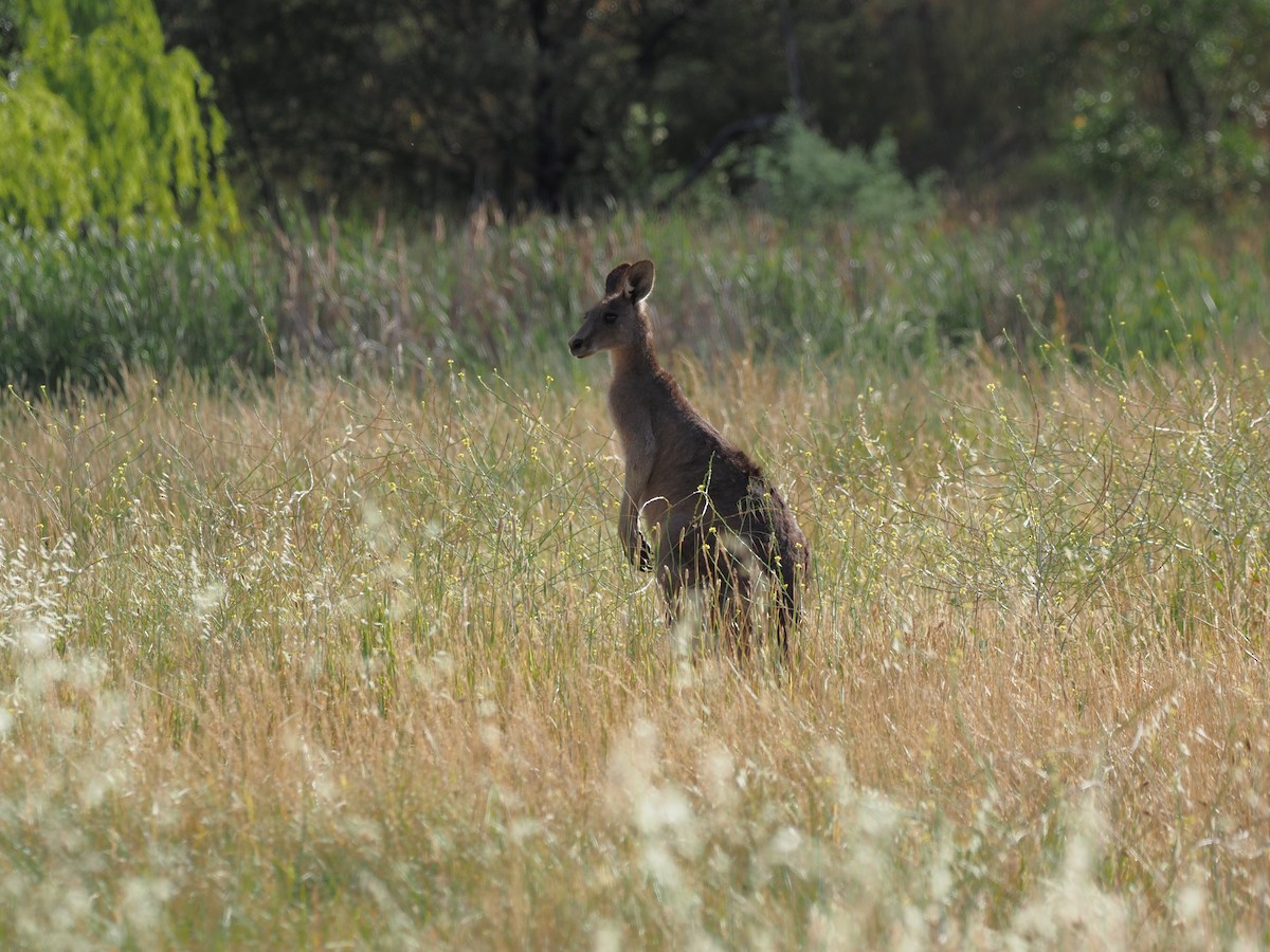 Eastern Grey Kangaroo - ML646822511