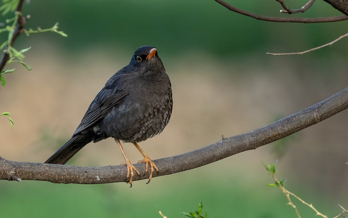 Дрозд-чигуанко (anthracinus) - ML646822518