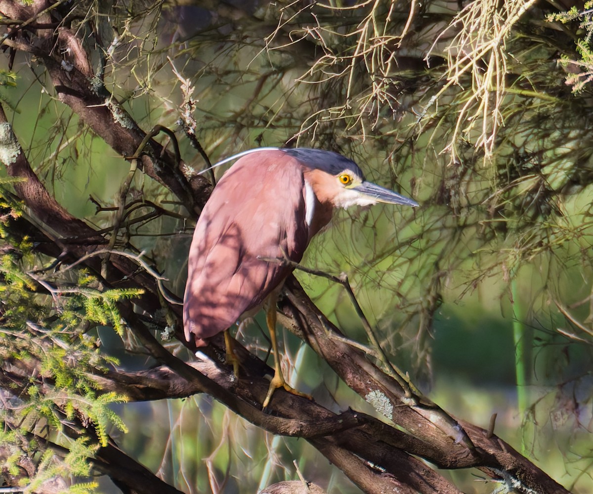 Nankeen Night Heron - ML646822519