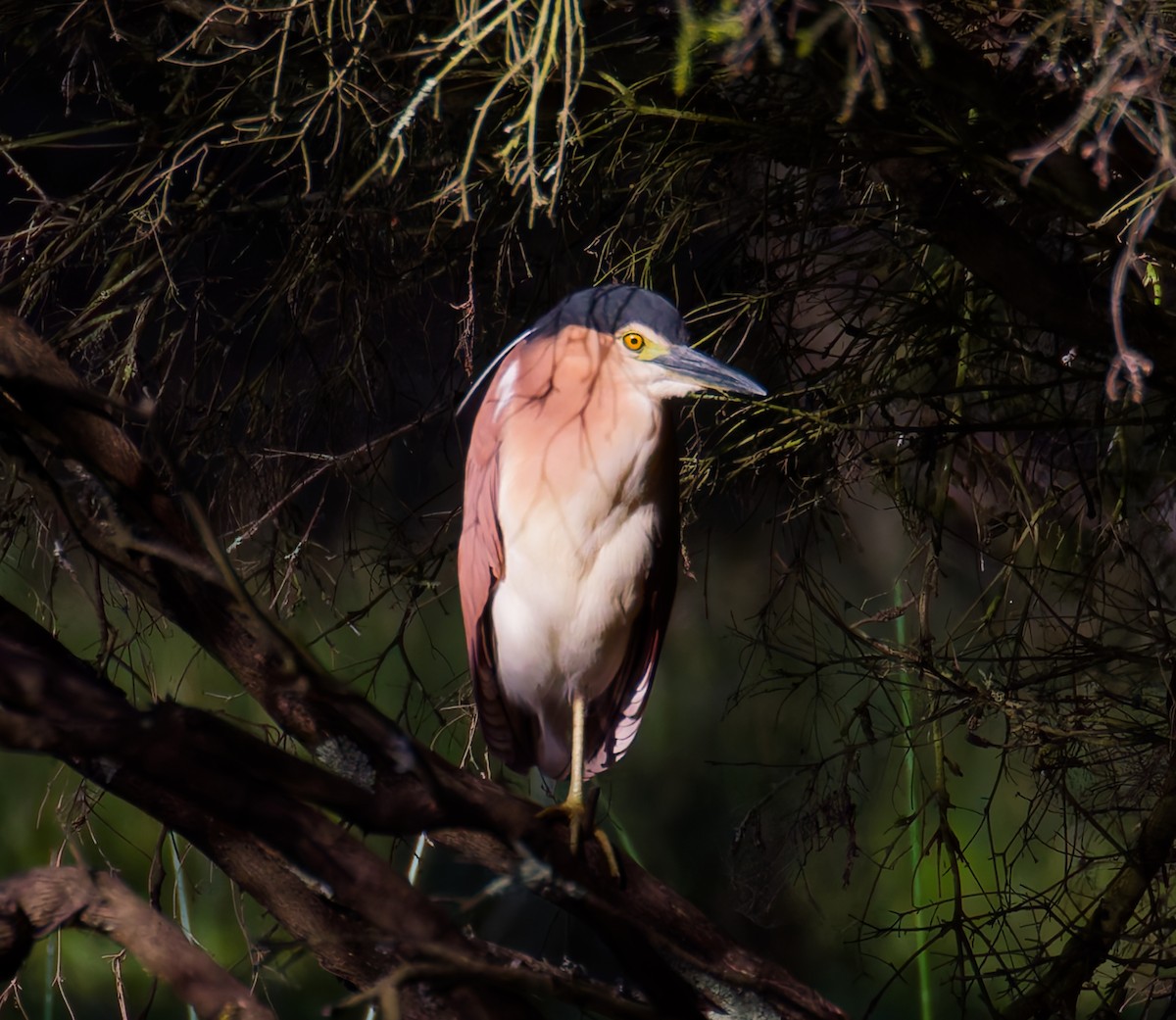 Nankeen Night Heron - ML646822520