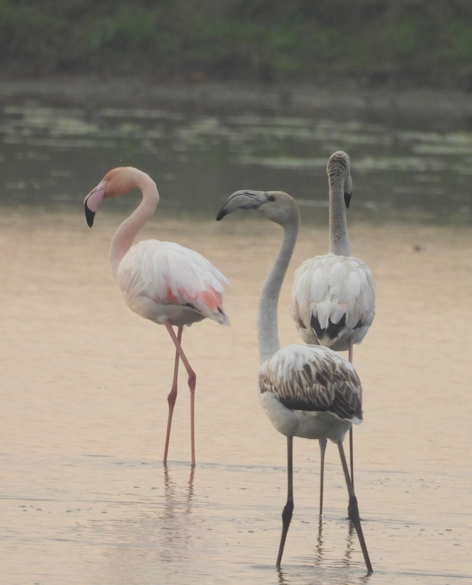 פלמינגו גדול - ML646822521