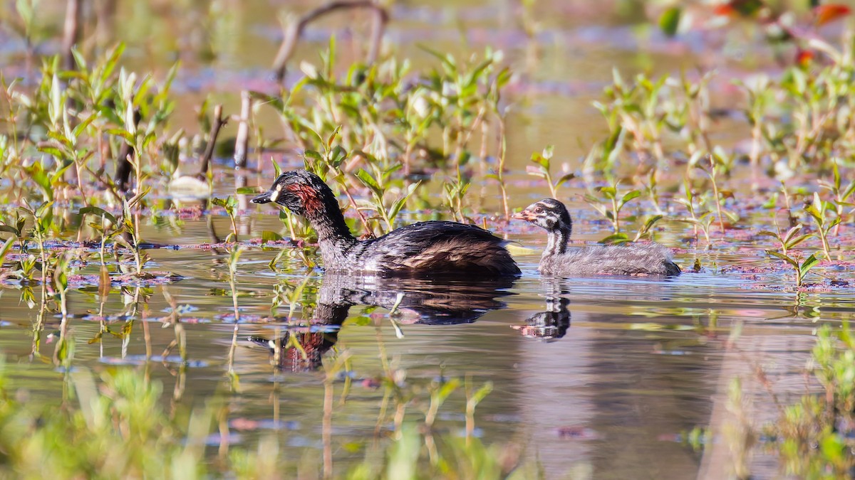 Australasian Grebe - ML646822523
