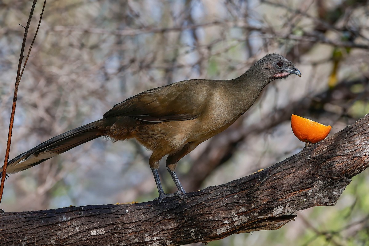 Plain Chachalaca - ML646822525