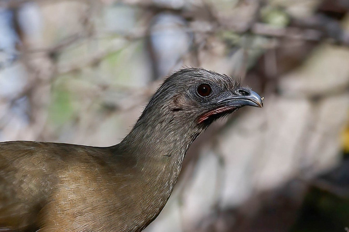 Plain Chachalaca - ML646822529