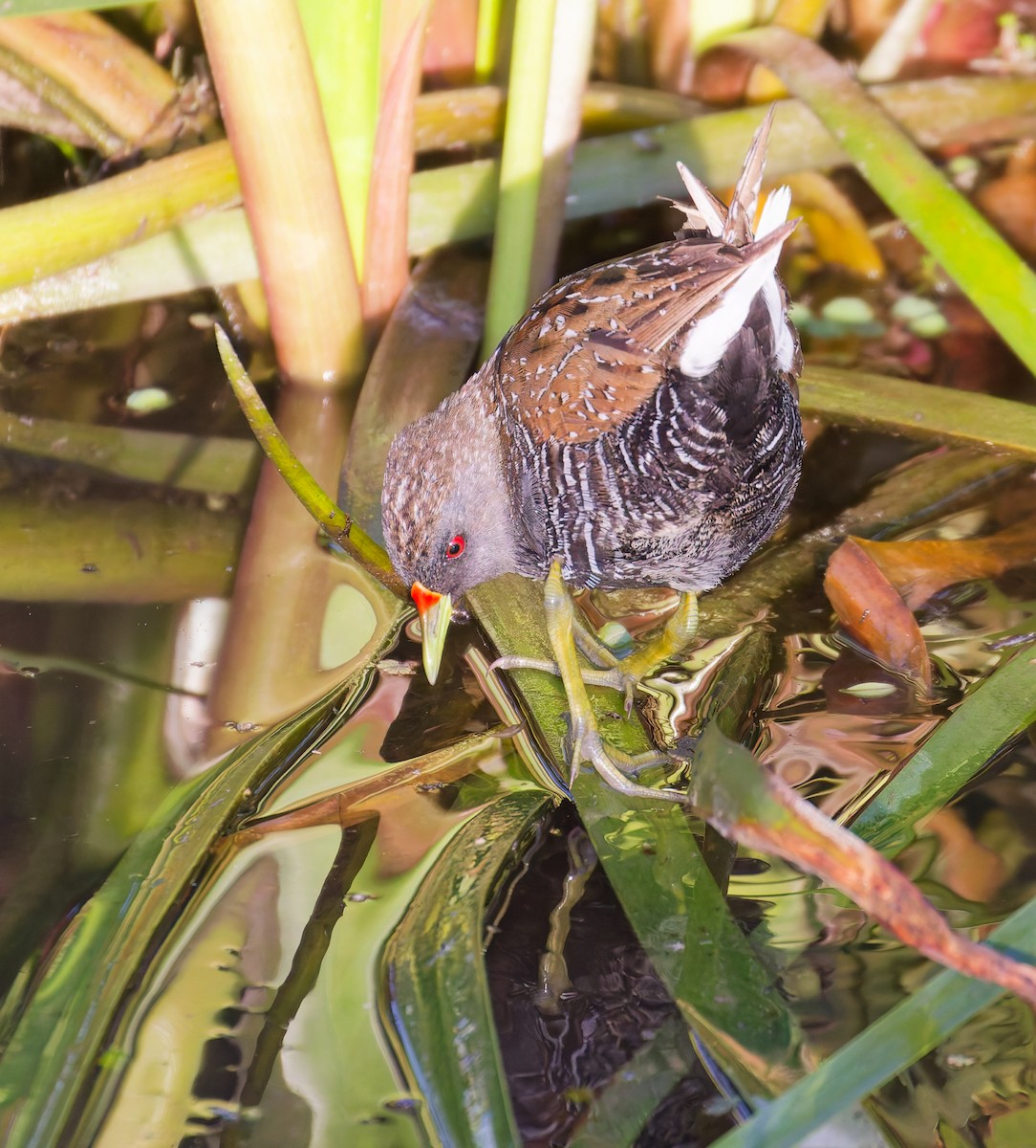 Australian Crake - ML646822530