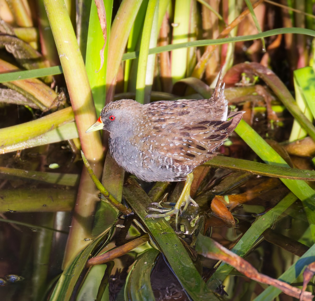 Australian Crake - ML646822531