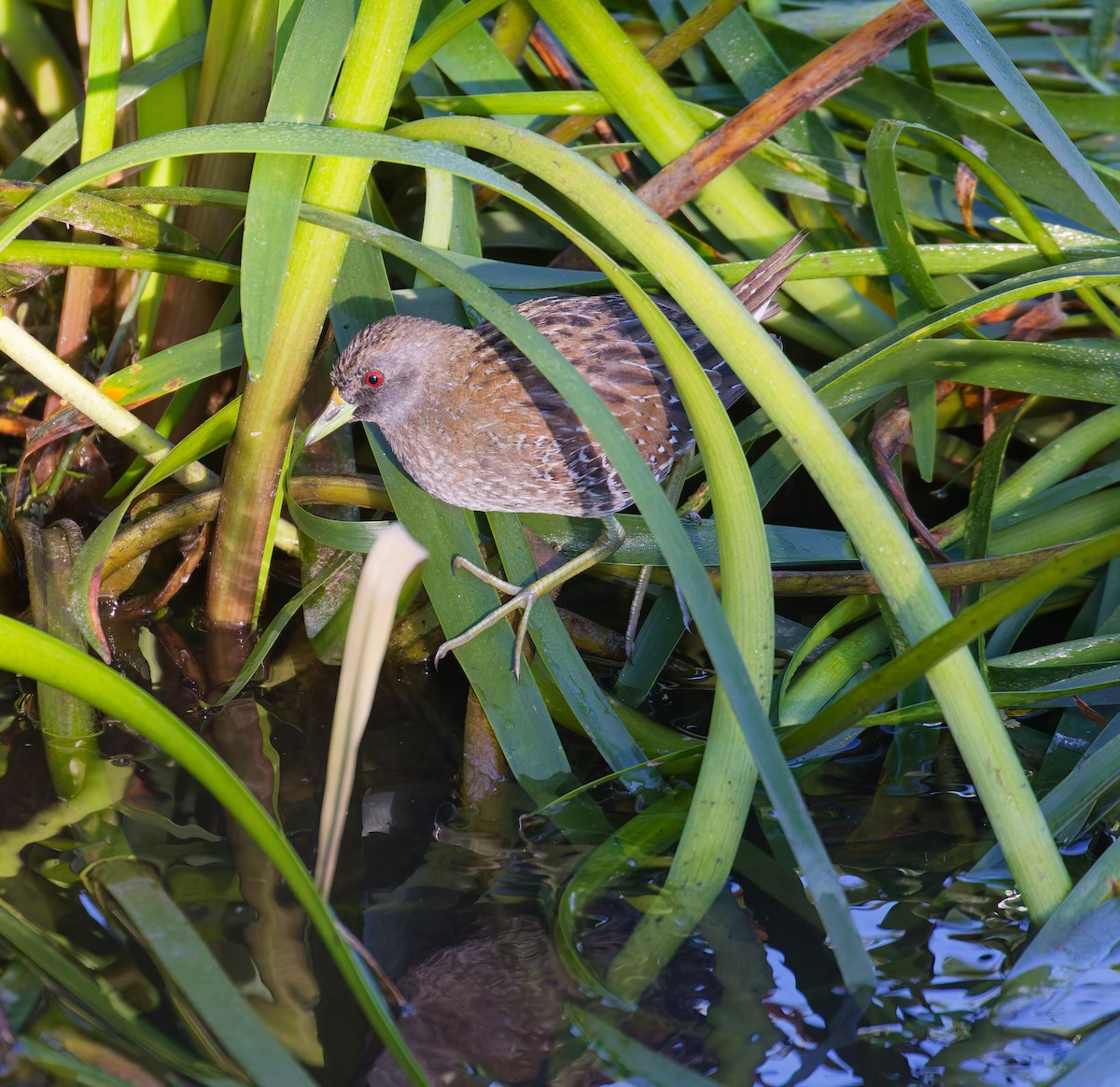 Australian Crake - ML646822532