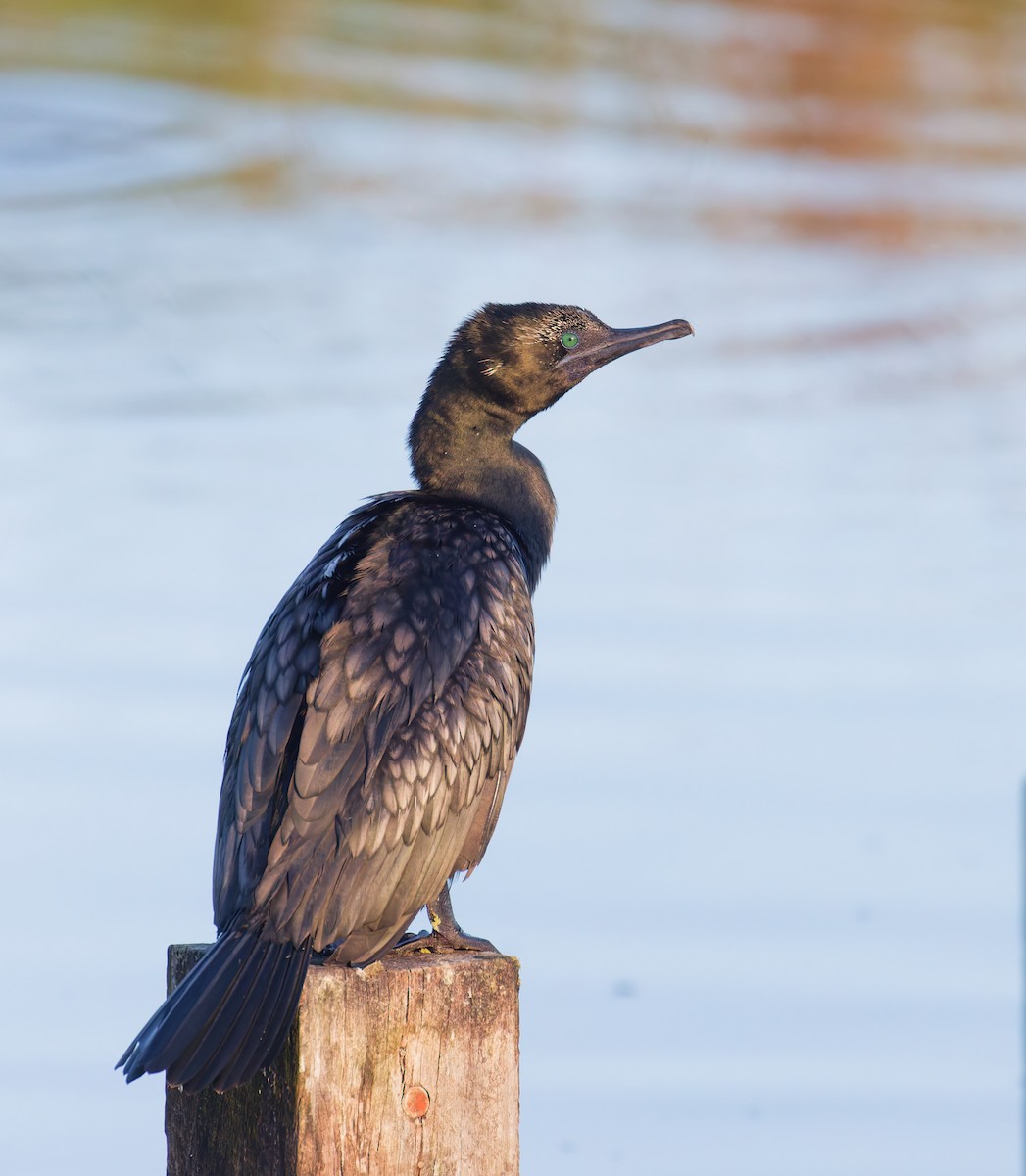 Little Black Cormorant - ML646822536