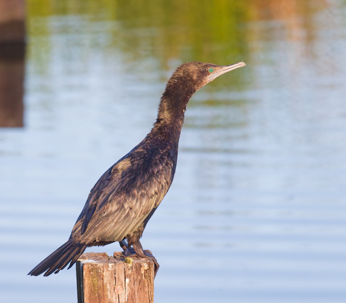 Little Black Cormorant - ML646822537