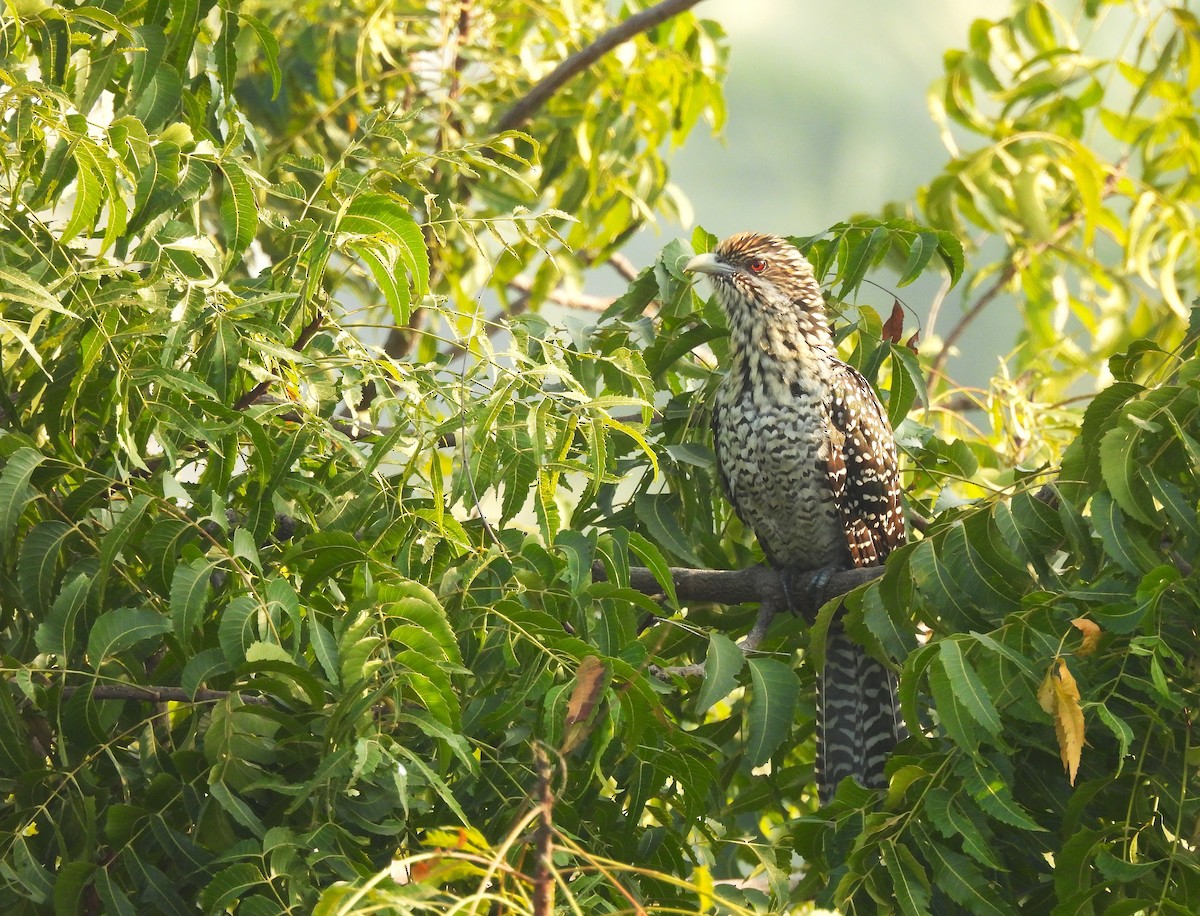 Asian Koel - ML646822538