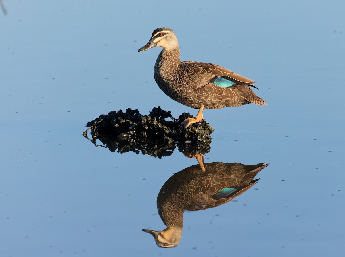 Pacific Black Duck - ML646822539
