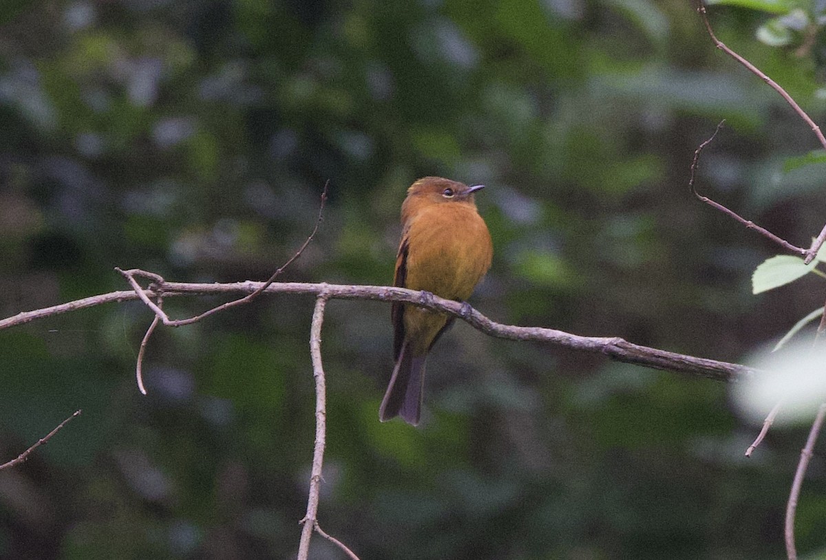 Cinnamon Flycatcher - ML646822542