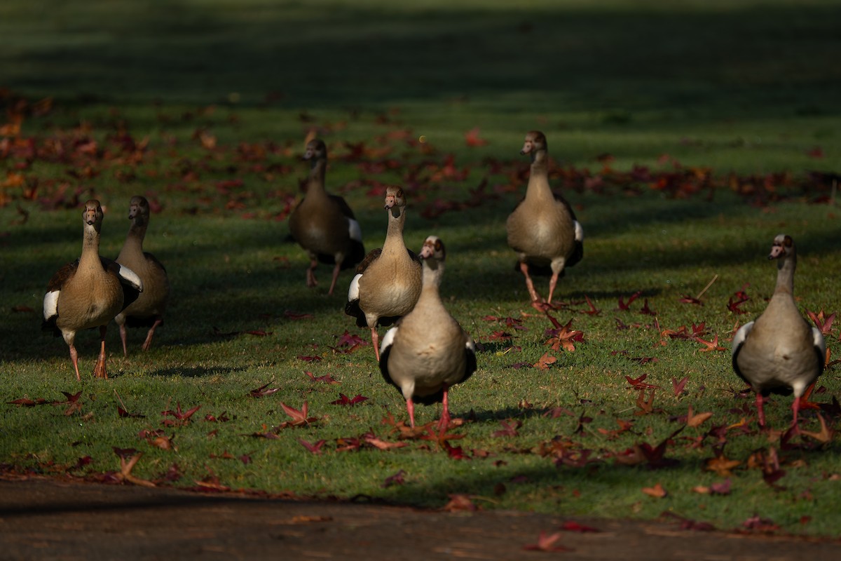 エジプトガン - ML646822543