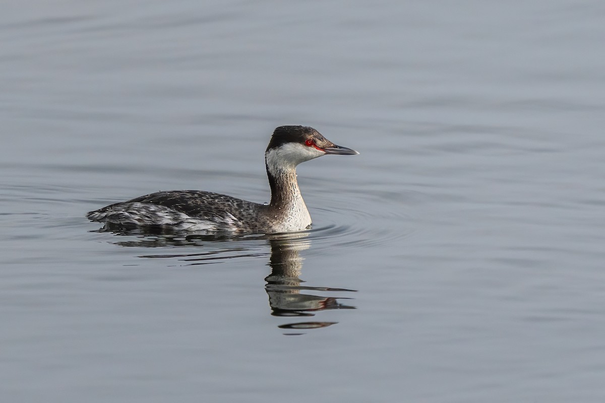 Horned Grebe - ML646822544