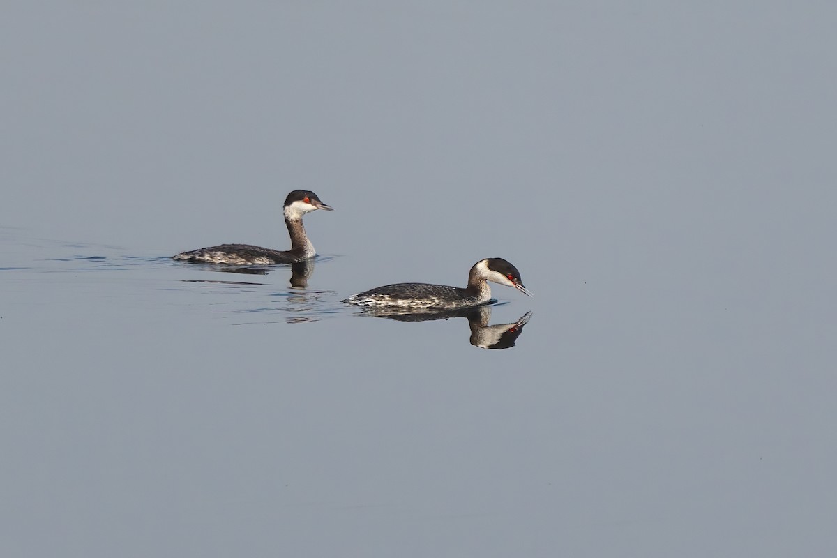 Horned Grebe - ML646822545