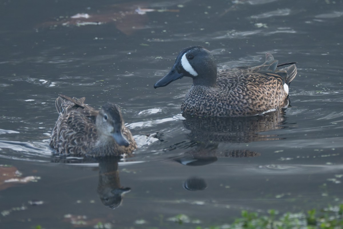 ミカヅキシマアジ - ML646822547