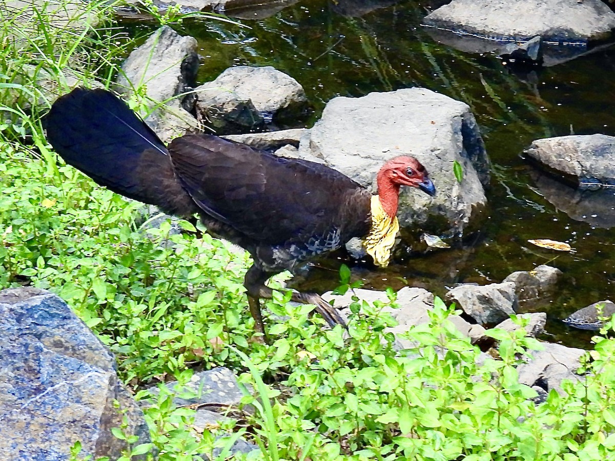 tabon brunátný - ML646822548