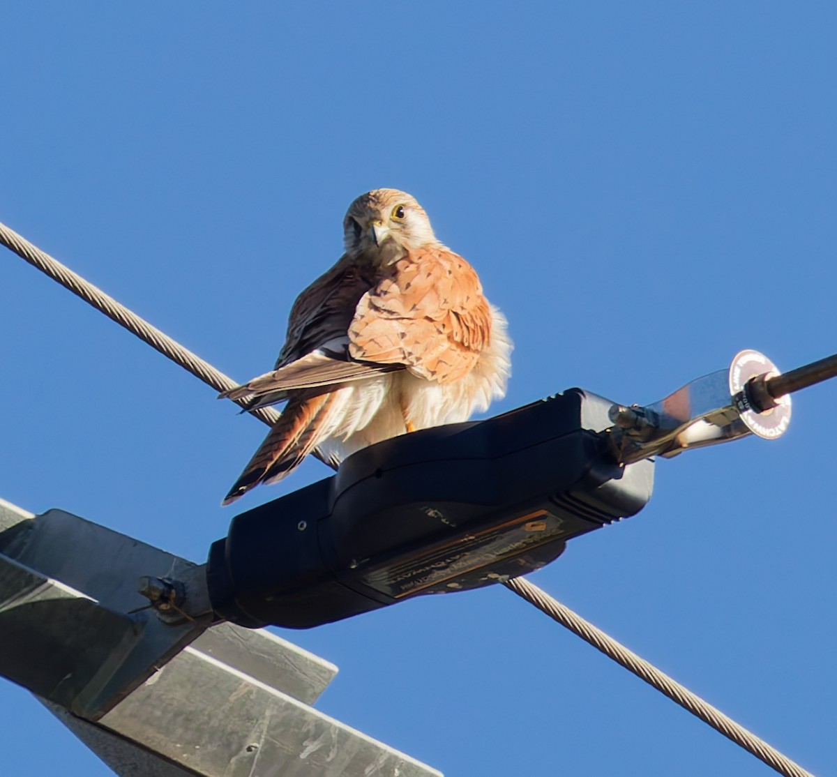 Nankeen Kestrel - ML646822550