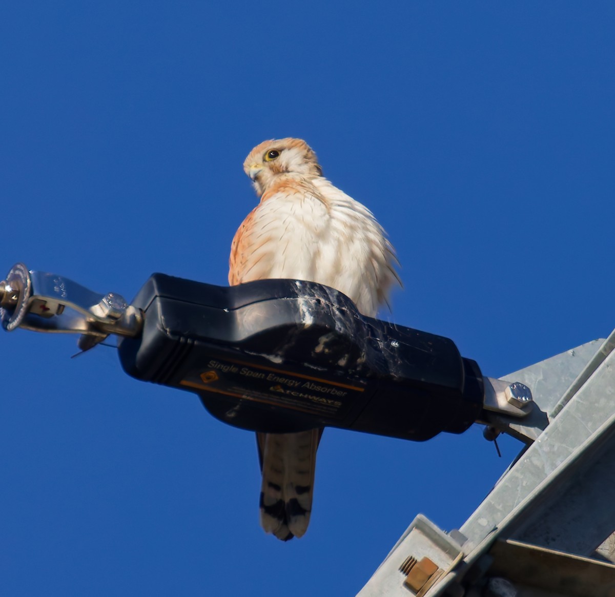Nankeen Kestrel - ML646822551