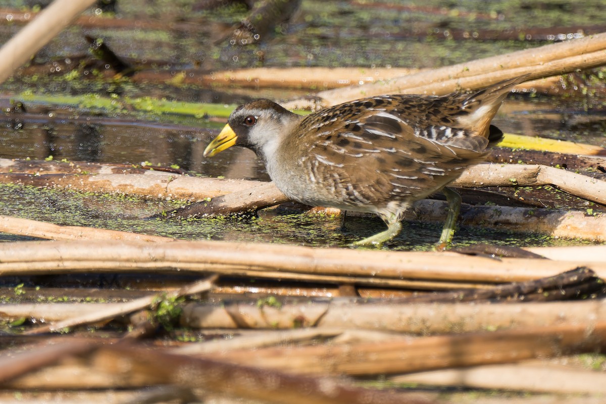 Polluela Sora - ML646822552