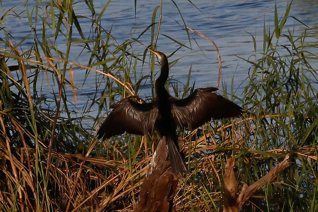 Anhinga - ML646822553