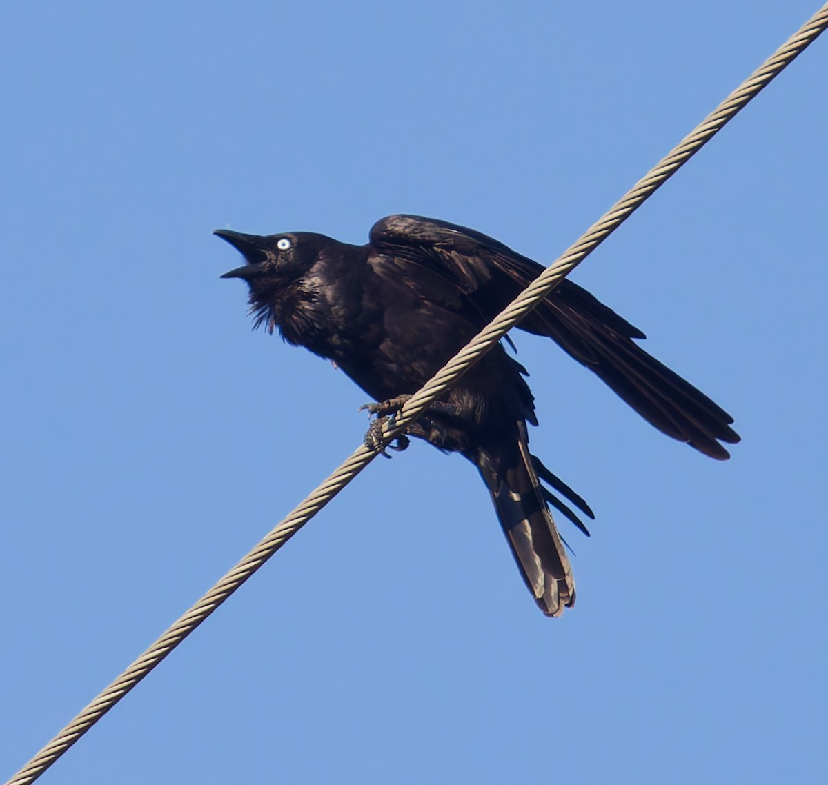 Little Raven - ML646822554