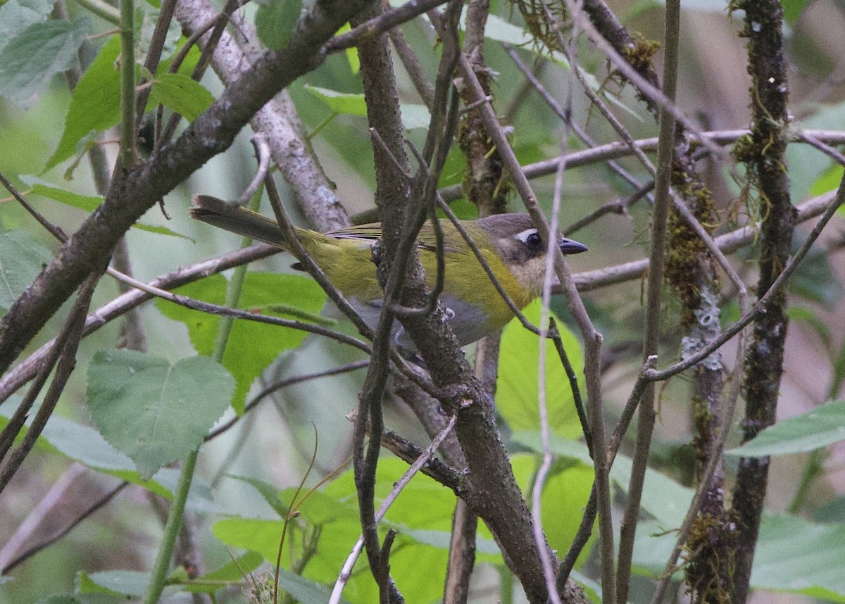 Common Chlorospingus - ML646822555