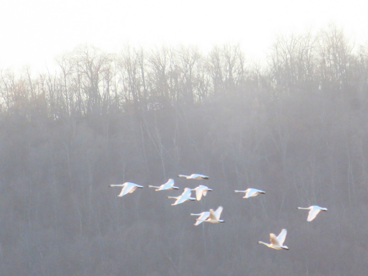 Küçük Kuğu - ML646822556